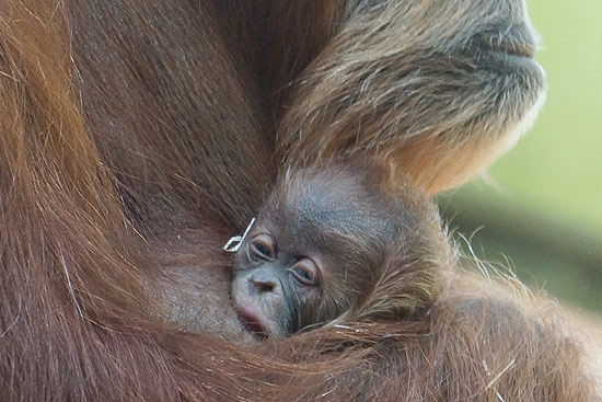 Orang Utan Baby kam in Hellabrunn zur Welt, vorgestellt wurde es am 07.02.2014 (©Foto: Martin Schmitz)